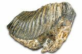 Fossil Woolly Mammoth Lower M Molar - North Sea Deposits #370395-5